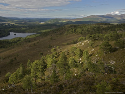 Old Scots Pines In Ancient Caledonian Forest, Cairngorms, Scotland by Bob Gibbons Pricing Limited Edition Print image