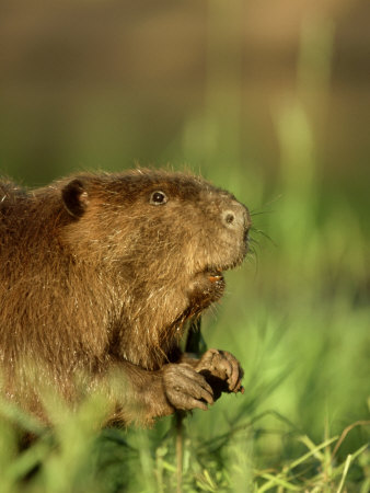 Beaver, Minnesota, Usa by Alan And Sandy Carey Pricing Limited Edition Print image