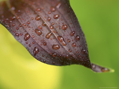 Raindrops On Leaf by Mark Hamblin Pricing Limited Edition Print image