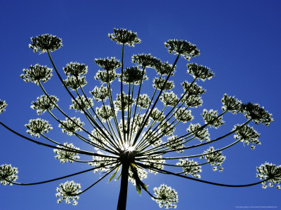 Wild Angelica, Hautes-Alpes, France by Alain Christof Pricing Limited Edition Print image