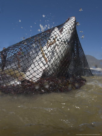 Copper Shark, Caught In Beach Seine Net, South Africa, Atlantic Ocean by Chris And Monique Fallows Pricing Limited Edition Print image