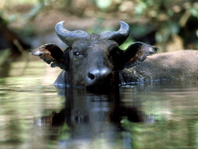 African Forest Buffalo, Bathing, Africa by Patricio Robles Gil Pricing Limited Edition Print image