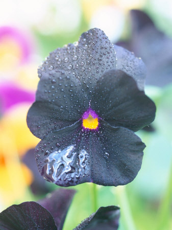 Viola (Molly Sanderson) Pansy, Close-Up Of Black Flower by Linda Burgess Pricing Limited Edition Print image