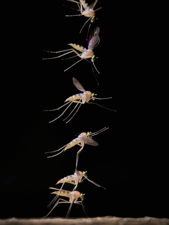 Female Long-Legged Fly (Neurigona Quadrifasciata) Taking Off From A Tree Trunk by John Hallmen Pricing Limited Edition Print image