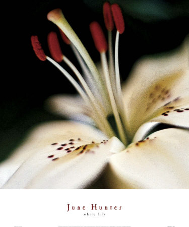 White Lily by June Hunter Pricing Limited Edition Print image