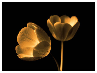 Tulip Duo by Ilona Wellmann Pricing Limited Edition Print image