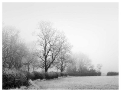 Misty Tree, Lined Field by Stephen Rutherford-Bate Pricing Limited Edition Print image
