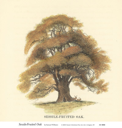 Sessile-Fruited Oak by Samuel Williams Pricing Limited Edition Print image