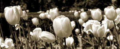 Tulips In The Breeze Ii by Alicia Soave Pricing Limited Edition Print image