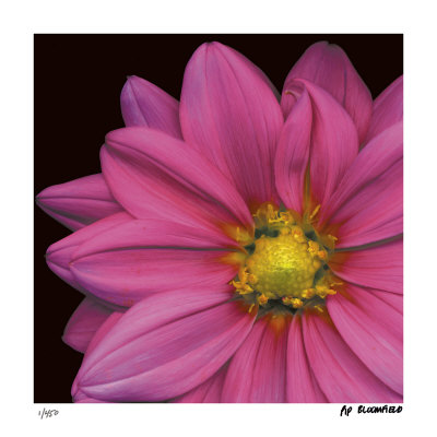 Pink Dahlia by Pip Bloomfield Pricing Limited Edition Print image