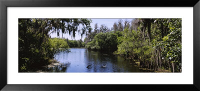 Hillsborough River In A Forest, Lettuce Lake Park, Tampa, Hillsborough County, Florida, Usa by Panoramic Images Pricing Limited Edition Print image