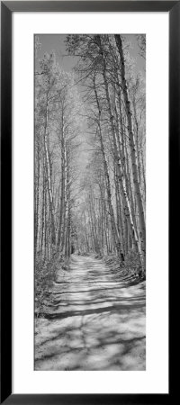 Trees Along A Road, Log Cabin Gold Mine, Eastern Sierra, Californian Sierra Nevada, California, Usa by Panoramic Images Pricing Limited Edition Print image