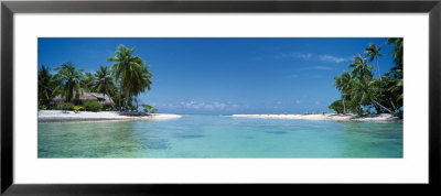 Palm Trees On The Beach, Tikehau, French Polynesia by Panoramic Images Pricing Limited Edition Print image