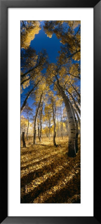 Aspen Trees In The Forest, Alpine Loop, Colorado, Usa by Panoramic Images Pricing Limited Edition Print image