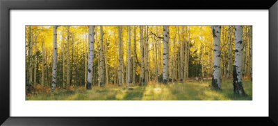 Aspen Trees In Coconino National Forest, Arizona, Usa by Panoramic Images Pricing Limited Edition Print image