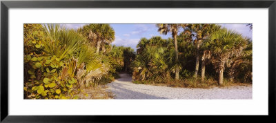 Trees On Caspersen Beach, Venice, Sarasota County, Florida, Usa by Panoramic Images Pricing Limited Edition Print image