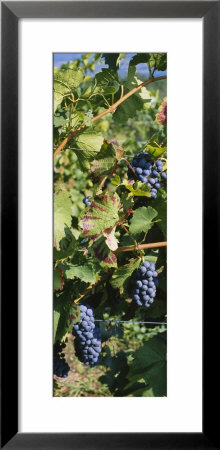 Close-Up Of Red Grapes In A Vineyard, Finger Lake, New York, Usa by Panoramic Images Pricing Limited Edition Print image