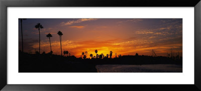 Silhouette Of Trees On The Beach, Newport Beach, California, Usa by Panoramic Images Pricing Limited Edition Print image