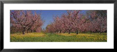 Cherry Trees In An Orchard, South Haven, Michigan, Usa by Panoramic Images Pricing Limited Edition Print image