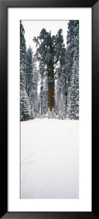 General Sherman Trees In A Snow Covered Landscape, Sequoia National Park, California, Usa by Panoramic Images Pricing Limited Edition Print image