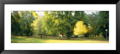 Trees In A Park, Wiesbaden, Rhine River, Germany by Panoramic Images Pricing Limited Edition Print image