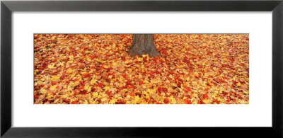 Autumn Leaves Near A Tree Trunk, Grand Rapids, Michigan, Usa by Panoramic Images Pricing Limited Edition Print image