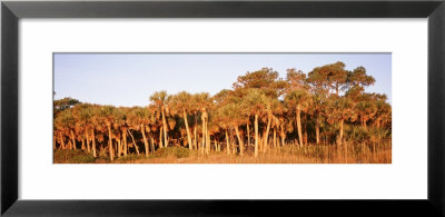 Trees In Autumn, Hunting Island State Park, South Carolina, Usa by Panoramic Images Pricing Limited Edition Print image