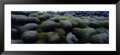Moss On Rocks, Iceland by Panoramic Images Pricing Limited Edition Print image