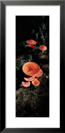 Fly Agaric Mushrooms, French Riviera, France by Panoramic Images Pricing Limited Edition Print image