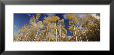 Aspen Trees, Uncompahque National Park, Colorado, Usa by Panoramic Images Pricing Limited Edition Print image