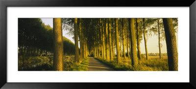 Trees On Both Sides Of A Path, Brugge, Belgium by Panoramic Images Pricing Limited Edition Print image