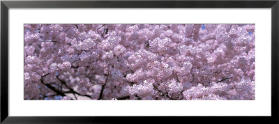 Cherry Blossoms, Washington D.C., Usa by Panoramic Images Pricing Limited Edition Print image