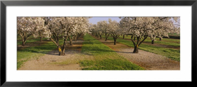 Almond Trees In An Orchard, Sacramento Valley, California, Usa by Panoramic Images Pricing Limited Edition Print image