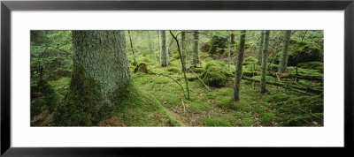 Moss On A Tree Trunk In The Forest, Siggeboda, Smaland, Sweden by Panoramic Images Pricing Limited Edition Print image