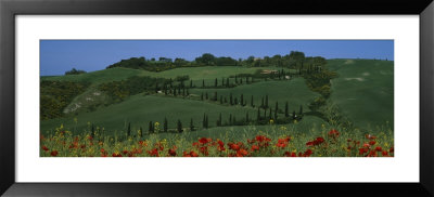 Trees On A Landscape, Tuscany, Italy by Panoramic Images Pricing Limited Edition Print image