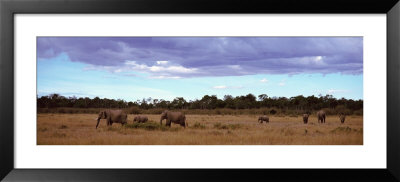 Elephants In Masai Mara National Reserve, Kenya by Panoramic Images Pricing Limited Edition Print image
