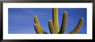 Saguaro Cactus, Saguaro National Monument, Arizona, Usa by Panoramic Images Pricing Limited Edition Print image