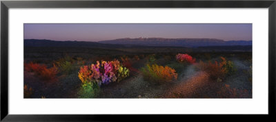 Flowers In A Field, Big Bend National Park, Texas, Usa by Panoramic Images Pricing Limited Edition Print image