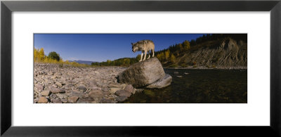Gray Wolf, North Fork Flathead River, Glacier National Park, Montana, Usa by Panoramic Images Pricing Limited Edition Print image