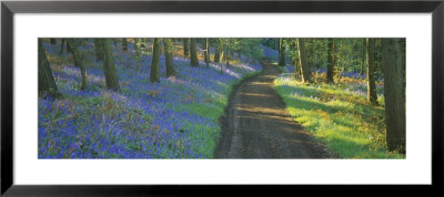 Bluebell Flowers Along A Dirt Road In A Forest, Gloucestershire, England by Panoramic Images Pricing Limited Edition Print image