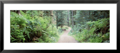 Plants In A Rain Forest, Trail Quinault Rain Forest, Olympic National Park, Washington State, Usa by Panoramic Images Pricing Limited Edition Print image