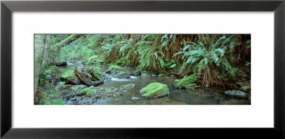Stream Flowing Through A Rainforest, Van Damme State Park, Mendocino, California, Usa by Panoramic Images Pricing Limited Edition Print image