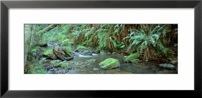 Stream Flowing Through A Rainforest, Van Damme State Park, Mendocino, California, Usa by Panoramic Images Pricing Limited Edition Print image