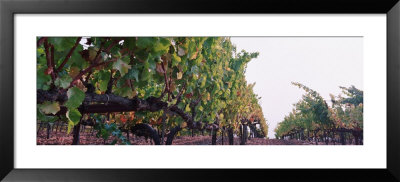 Crops In A Vineyard, Sonoma County, California, Usa by Panoramic Images Pricing Limited Edition Print image