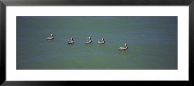 Five Pelicans In Water, Gulf Of Mexico, Florida, Usa by Panoramic Images Pricing Limited Edition Print image
