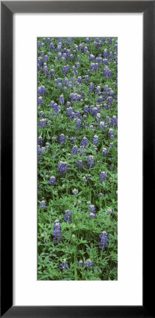 Plants, Bluebonnets, Austin, Texas, Usa by Panoramic Images Pricing Limited Edition Print image