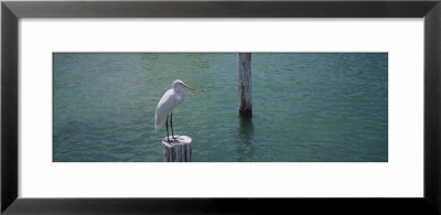 Great Egret Perching On A Wooden Post, Gulf Of Mexico, Florida, Usa by Panoramic Images Pricing Limited Edition Print image