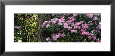 Rhododendron Flowers On A Plant, Oregon, Usa by Panoramic Images Pricing Limited Edition Print image