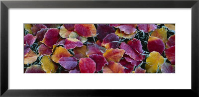 Fallen Leaves, Sacramento, California, Usa by Panoramic Images Pricing Limited Edition Print image