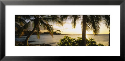 Palm Trees On The Coast, Kohala Coast, Big Island, Hawaii, Usa by Panoramic Images Pricing Limited Edition Print image